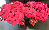 Pair of Faux Poinsettia Plants in Metal Urns Christmas - thumbnail 2 of 5