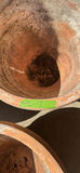 3 Clay Planters - thumbnail 2 of 7