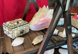 Assorted Seashells and Shell Decor - thumbnail 3 of 9