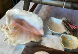Assorted Seashells and Shell Decor - thumbnail 6 of 9