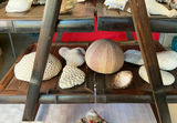 Assorted Seashells and Shell Decor - thumbnail 4 of 9