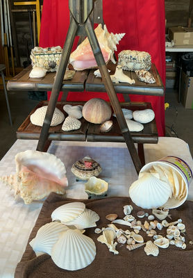 Assorted Seashells and Shell Decor - Image 1 of 9