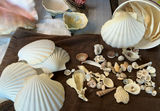 Assorted Seashells and Shell Decor - thumbnail 7 of 9
