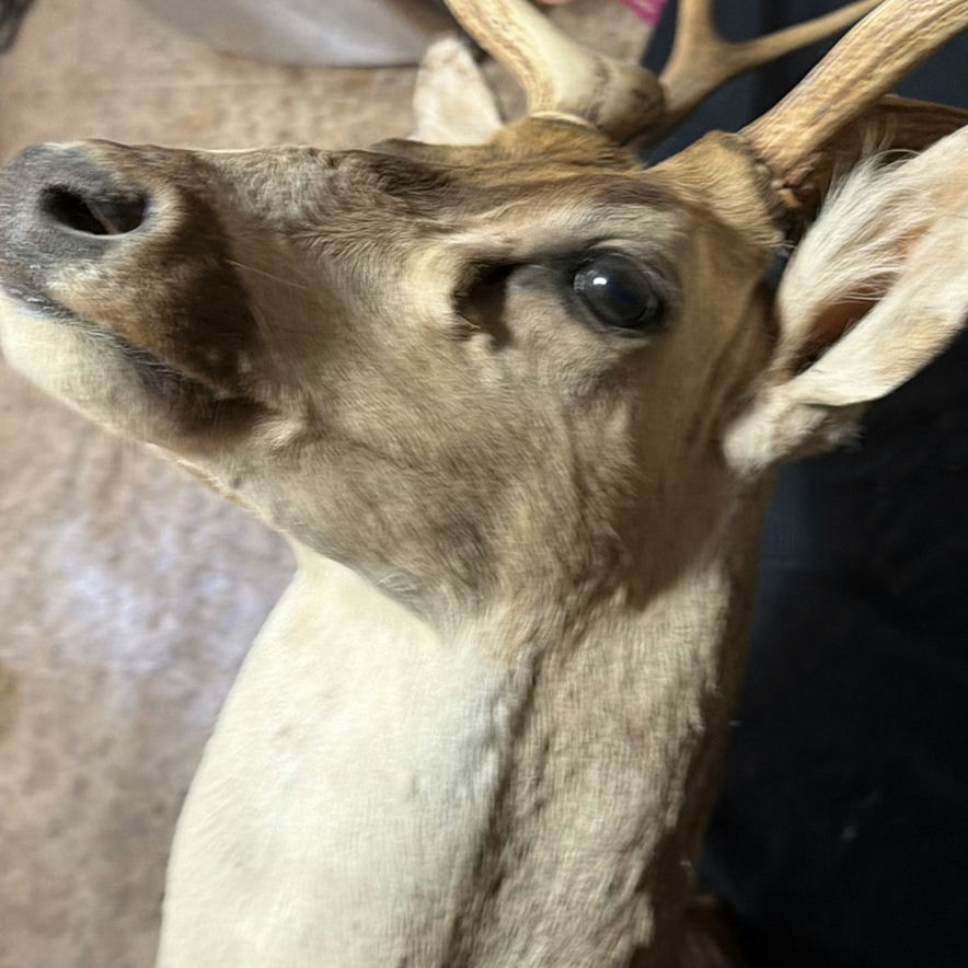 Deer head taxidermy mount with antlers - image 8 of 8
