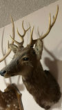 Mounted deer head with antlers - thumbnail 4 of 5