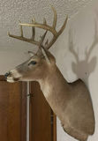 Mounted deer head with antlers - thumbnail 4 of 8