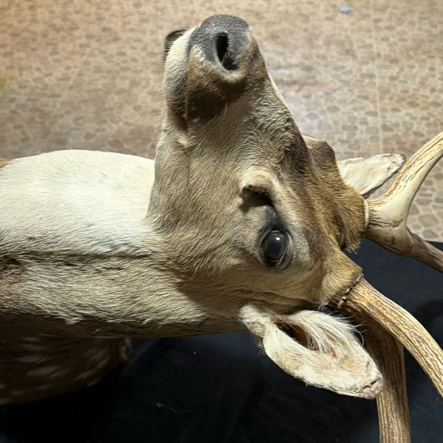 Deer head taxidermy mount with antlers - image 7 of 8