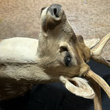 Deer head taxidermy mount with antlers - thumbnail 7 of 8