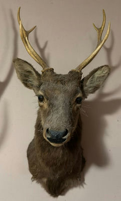 Mounted deer head with antlers - Image 1 of 5