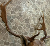 Taxidermy deer head with antlers - thumbnail 4 of 6
