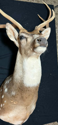 Deer head taxidermy mount with antlers - Image 1 of 8
