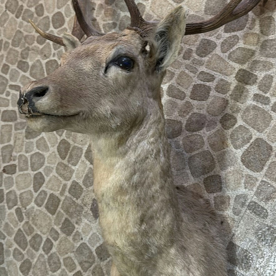 Taxidermy deer head with antlers - image 5 of 6