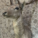 Taxidermy deer head with antlers - thumbnail 5 of 6