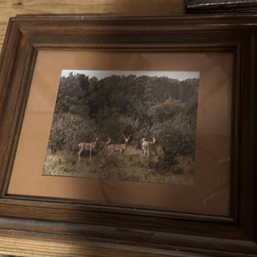 Framed deer and landscape prints - image 4 of 7