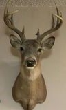 Mounted deer head with antlers - thumbnail 1 of 8