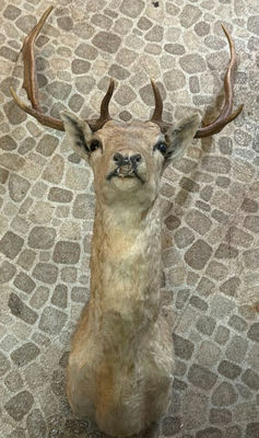 Taxidermy deer head with antlers - Image 1 of 6