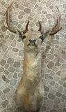 Taxidermy deer head with antlers - thumbnail 1 of 6