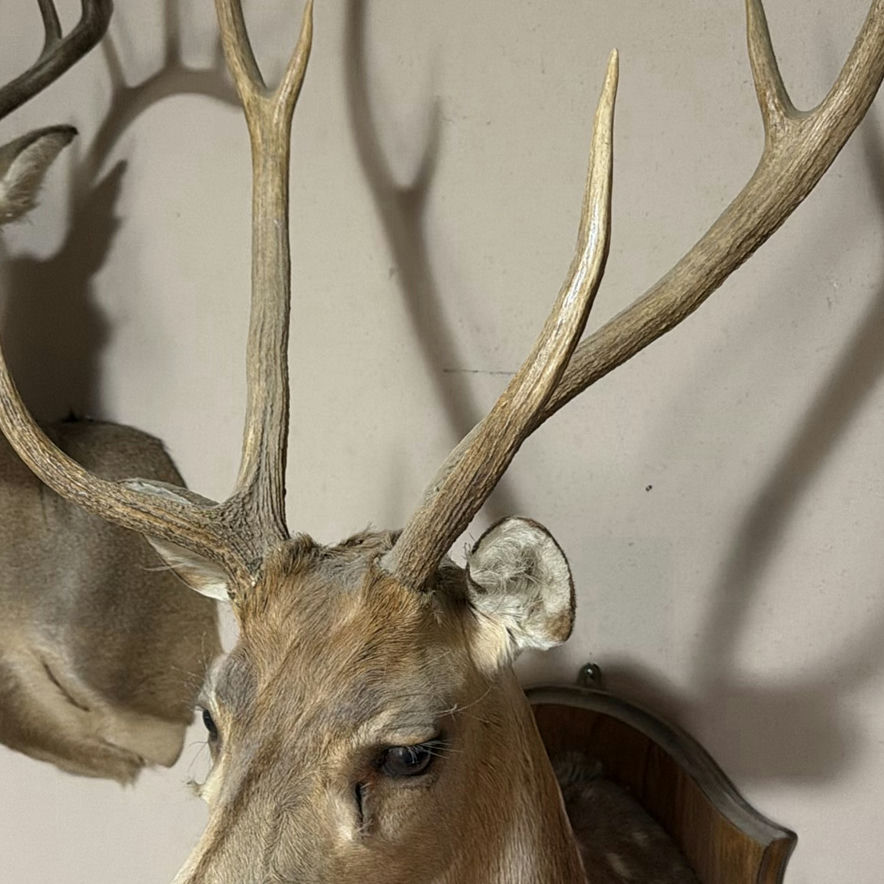 Mounted deer head with antlers - image 4 of 7