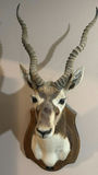 Mounted Black Buck head taxidermy - thumbnail 1 of 7