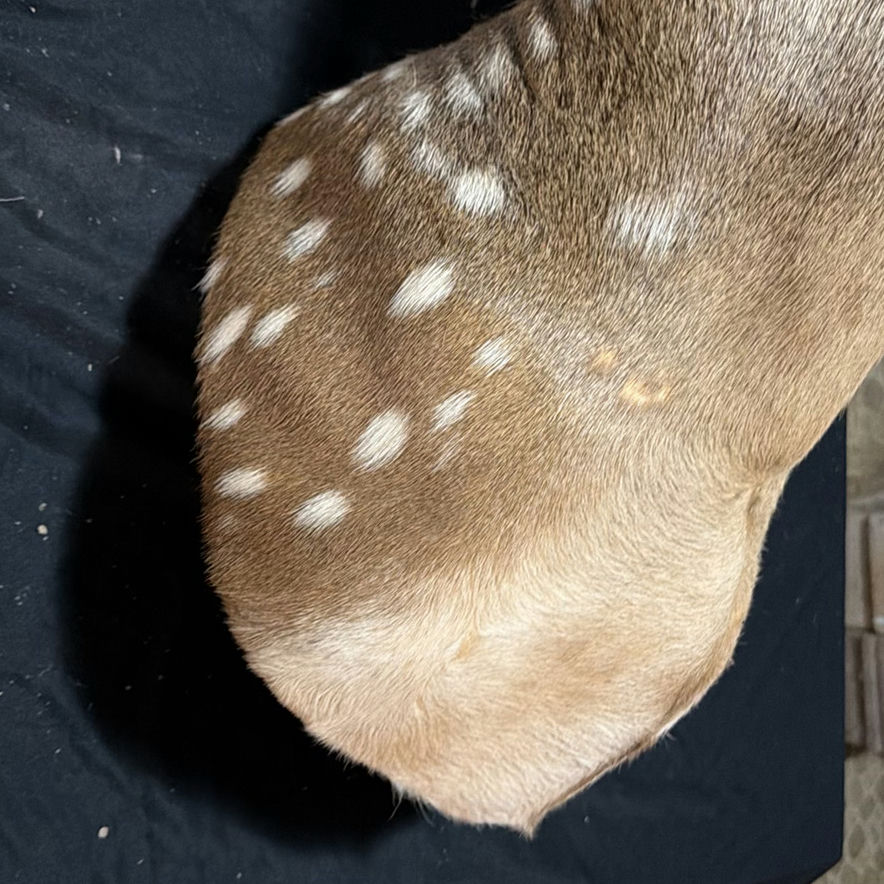Deer head taxidermy mount with antlers - image 3 of 8