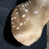 Deer head taxidermy mount with antlers - thumbnail 3 of 8