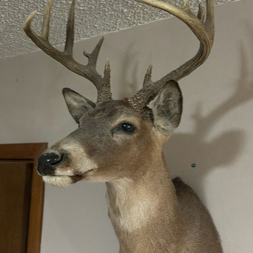 Mounted deer head with antlers - image 2 of 8
