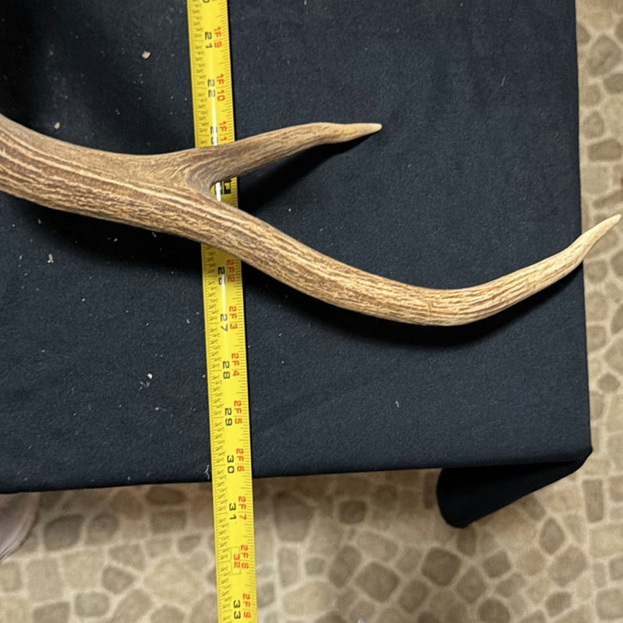 Deer head taxidermy mount with antlers - image 6 of 8