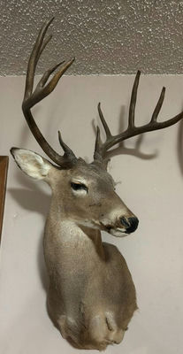 Mounted deer head with large antlers - Image 1 of 8
