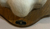 Mounted Black Buck head taxidermy - thumbnail 4 of 7