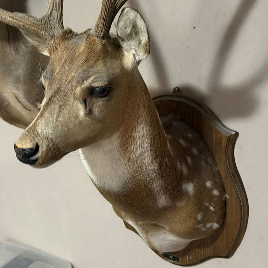 Mounted deer head with antlers - image 3 of 7