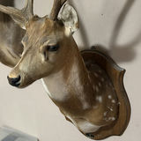 Mounted deer head with antlers - thumbnail 3 of 7
