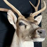Deer head taxidermy mount with antlers - thumbnail 2 of 8