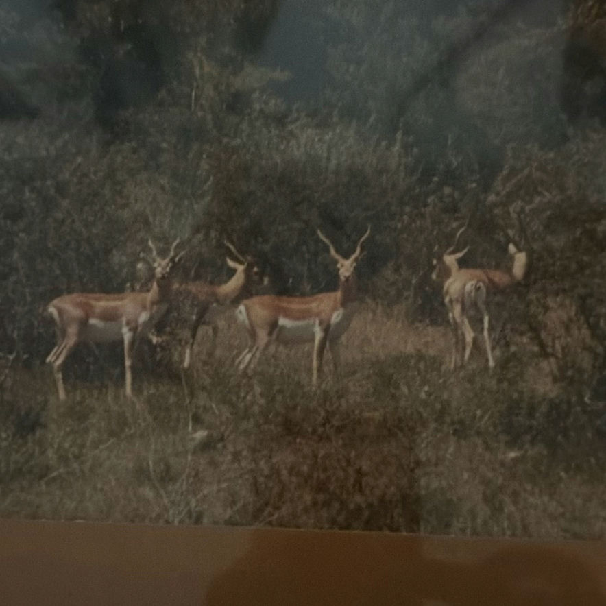 Framed deer and landscape prints - image 5 of 7