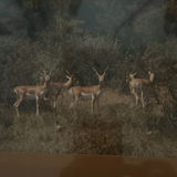 Framed deer and landscape prints - thumbnail 5 of 7