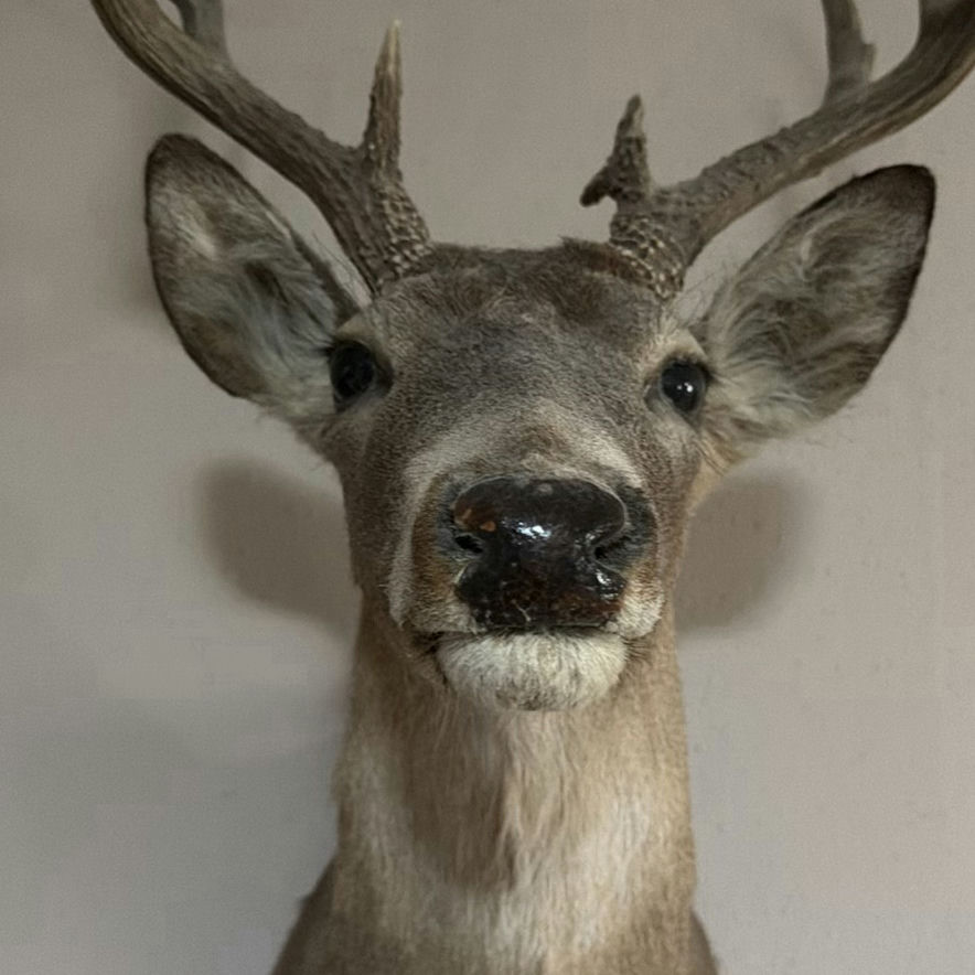 Mounted deer head with antlers - image 6 of 8