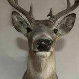 Mounted deer head with antlers - thumbnail 6 of 8