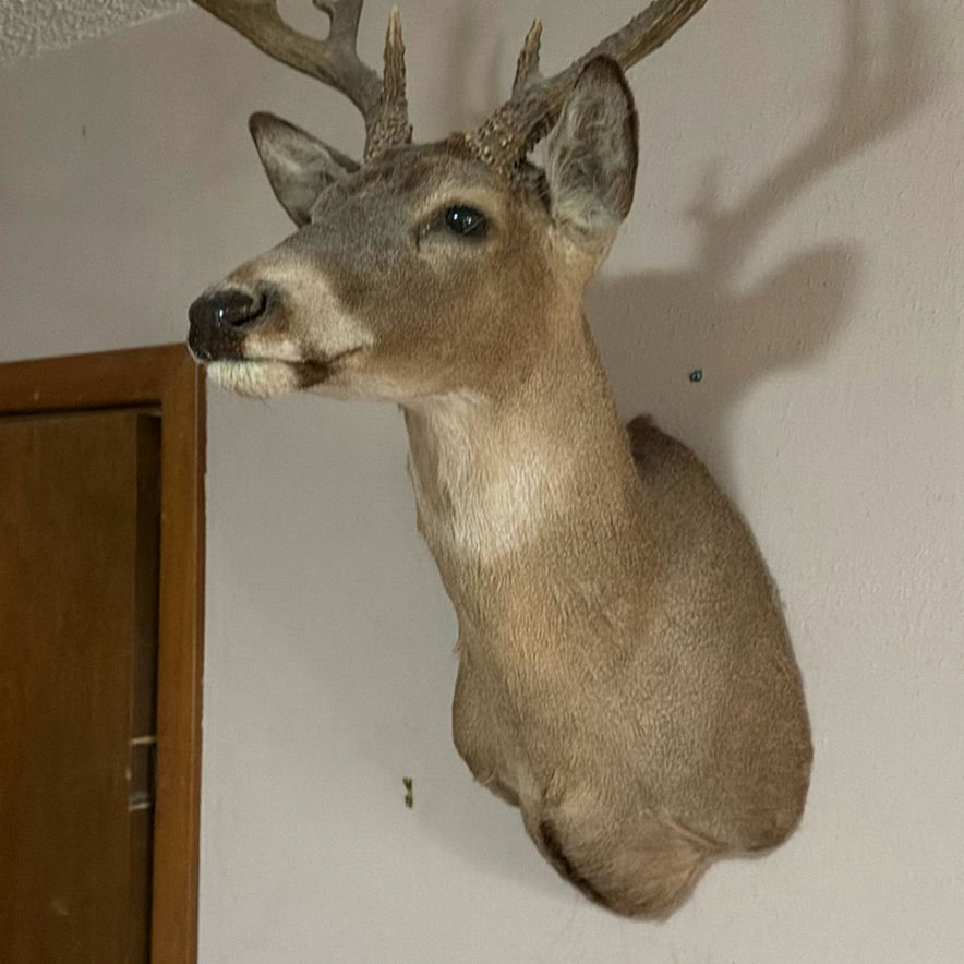 Mounted deer head with antlers - image 3 of 8
