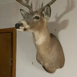 Mounted deer head with antlers - thumbnail 3 of 8