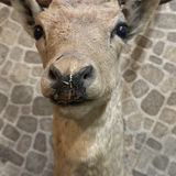 Taxidermy deer head with antlers - thumbnail 3 of 6