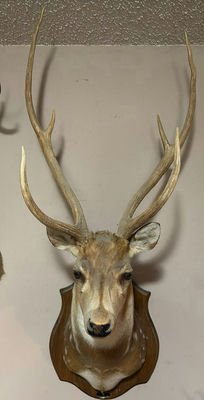 Mounted deer head with antlers - Image 1 of 7