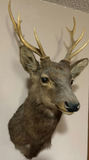 Mounted deer head with antlers - thumbnail 5 of 5