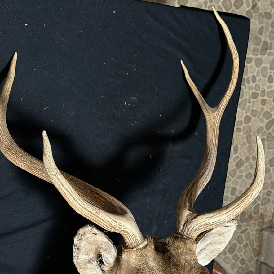 Deer head taxidermy mount with antlers - image 4 of 8