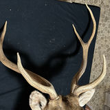 Deer head taxidermy mount with antlers - thumbnail 4 of 8
