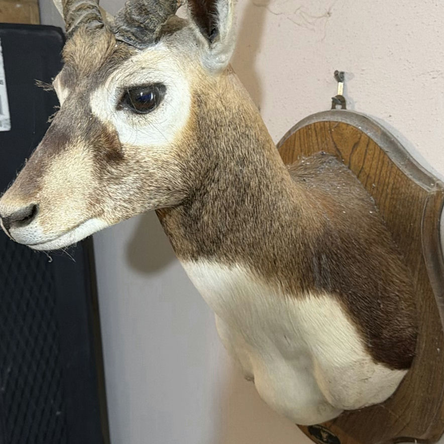 Mounted Black Buck head taxidermy - image 5 of 7