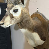 Mounted Black Buck head taxidermy - thumbnail 5 of 7