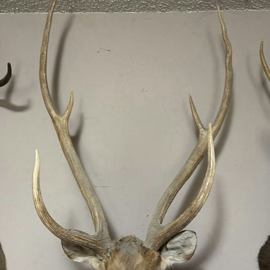 Mounted deer head with antlers - image 5 of 7