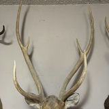Mounted deer head with antlers - thumbnail 5 of 7