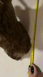 Mounted deer head with antlers - thumbnail 3 of 5