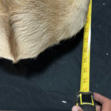 Deer head taxidermy mount with antlers - thumbnail 5 of 8