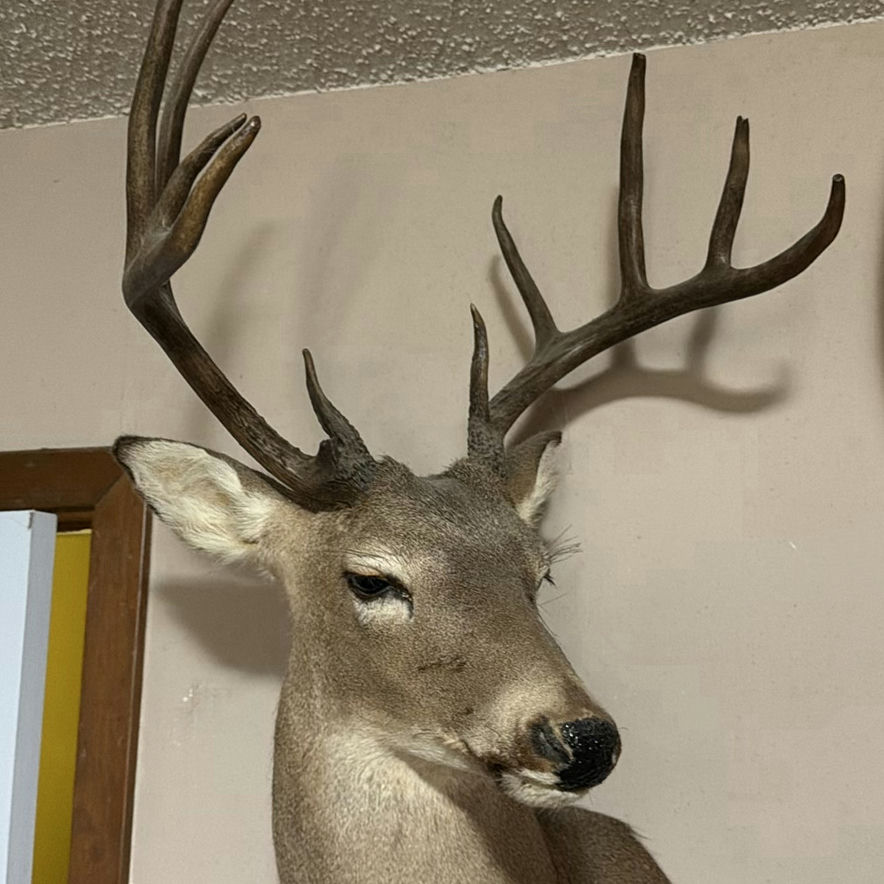 Mounted deer head with large antlers - image 6 of 8